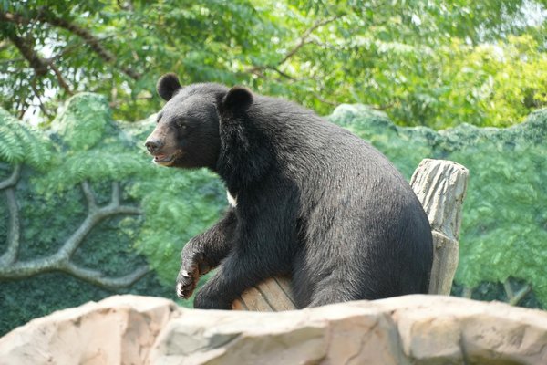 Découvrez les Étoiles Mondiales du Ballet Contemporain : Histoires et Trajectoires